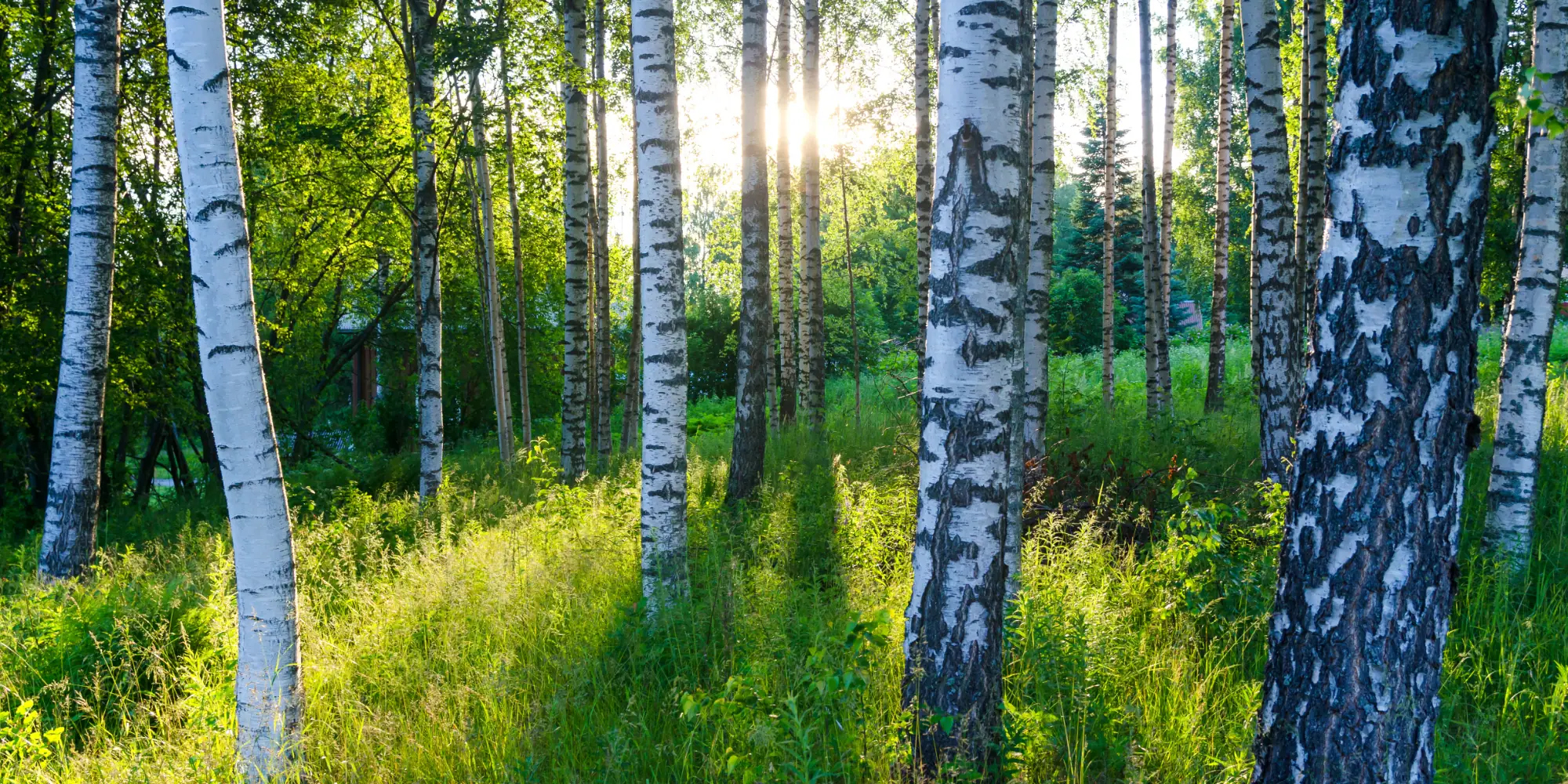 Grass & Birch Allergy Phase II Parallel Studies